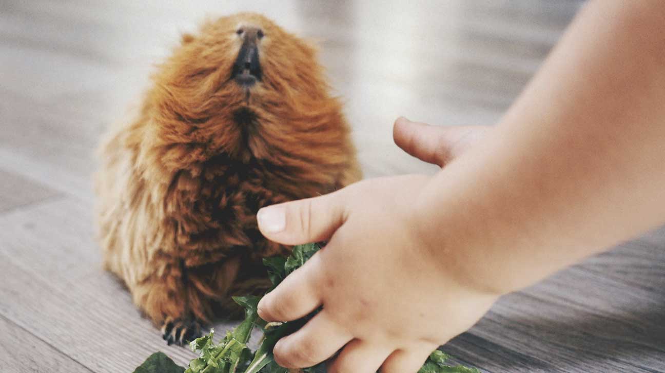 Best Starter Pets For Kids Kids Matttroy