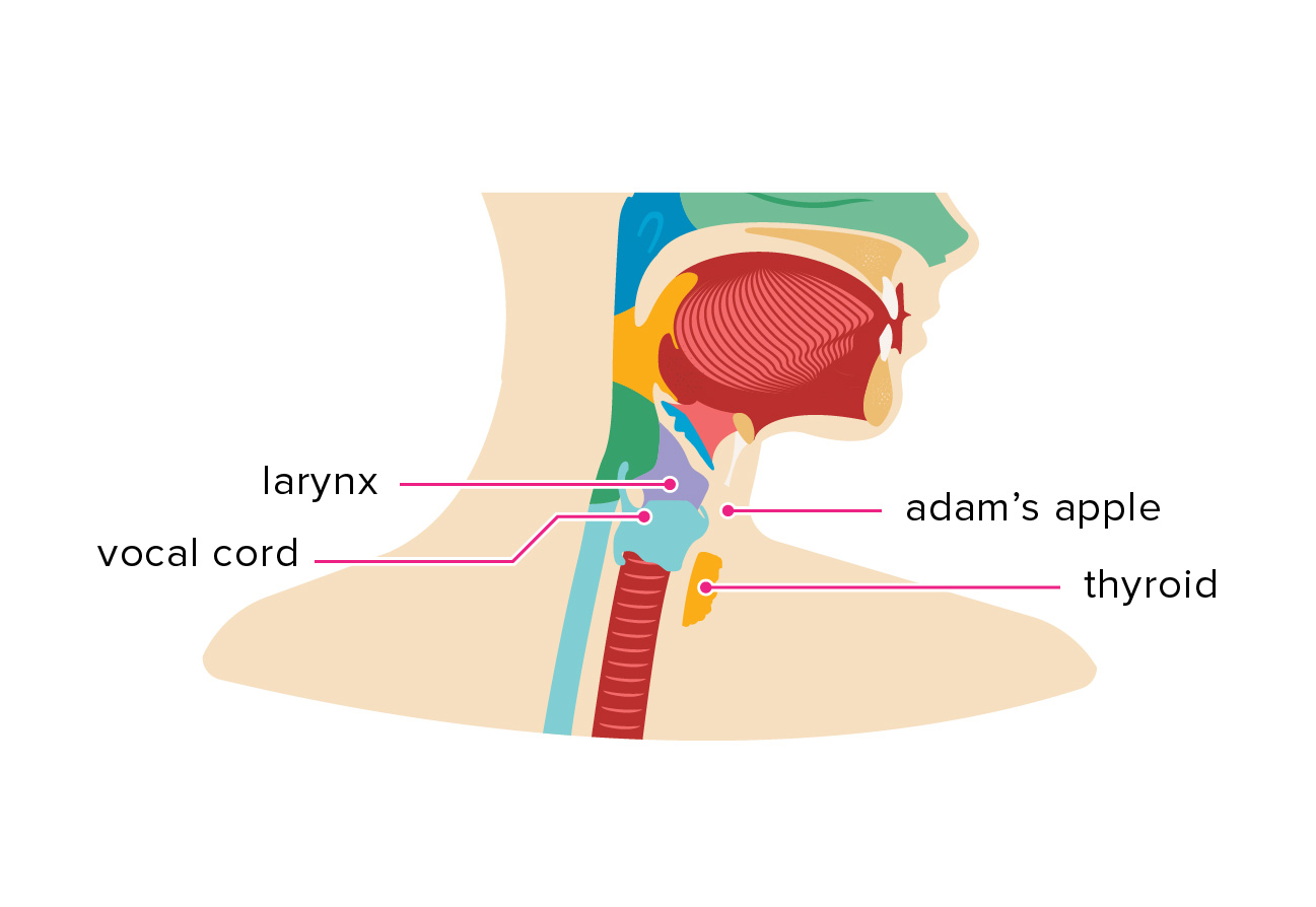 Adam s Apple What Is It Why Do Men Have One And More Adam s Apple What Is It Why Do Men Have One And More