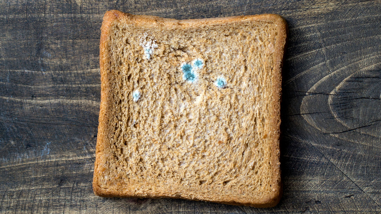 Can Mold Be White On Bread PostureInfoHub