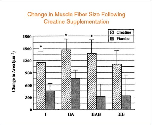 How Creatine Helps You Gain Muscle and Strength How Creatine Helps You Gain Muscle and Strength