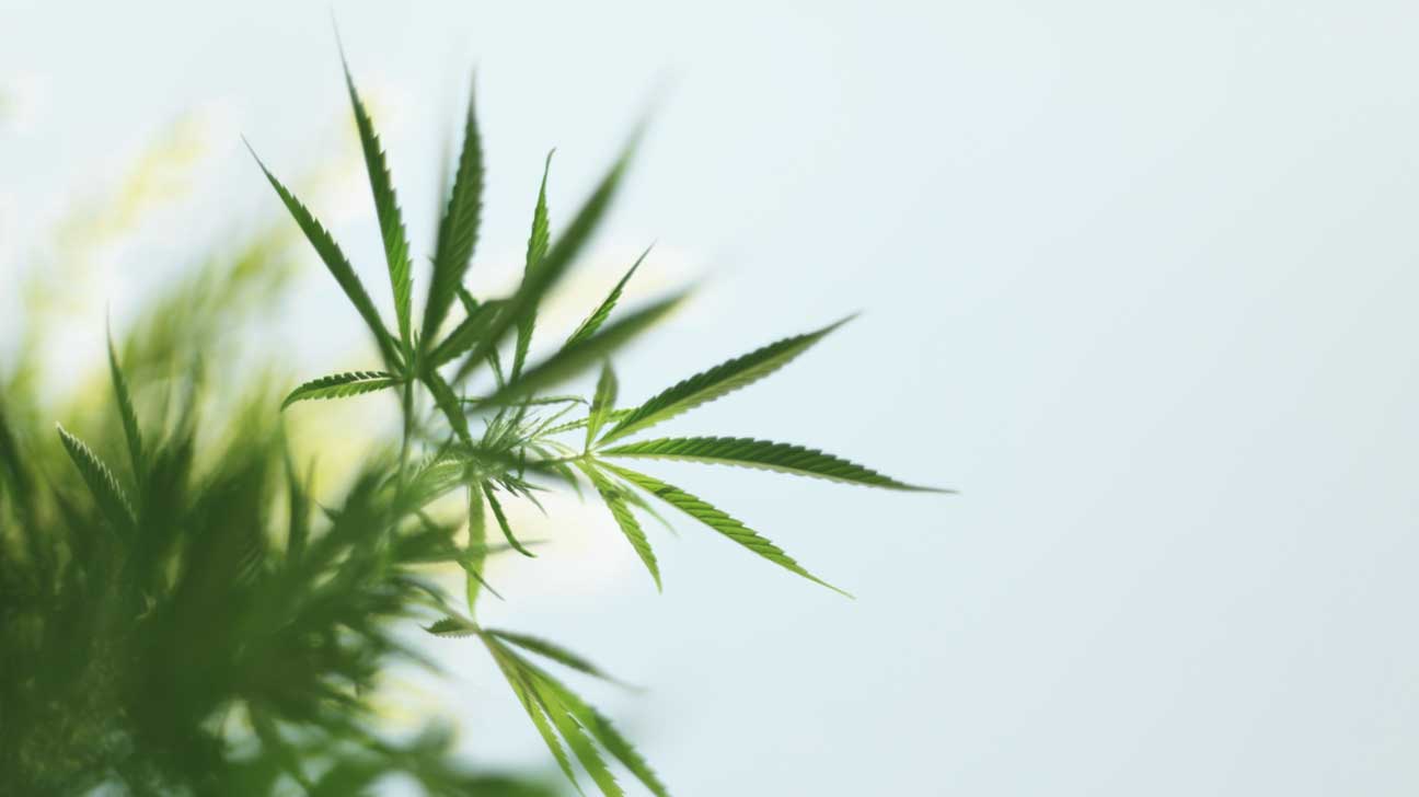 cannabis contro tumore prostata strain review