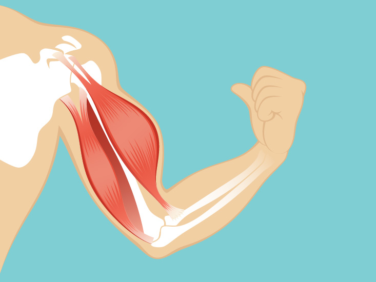 Upper Leg Muscle Chart