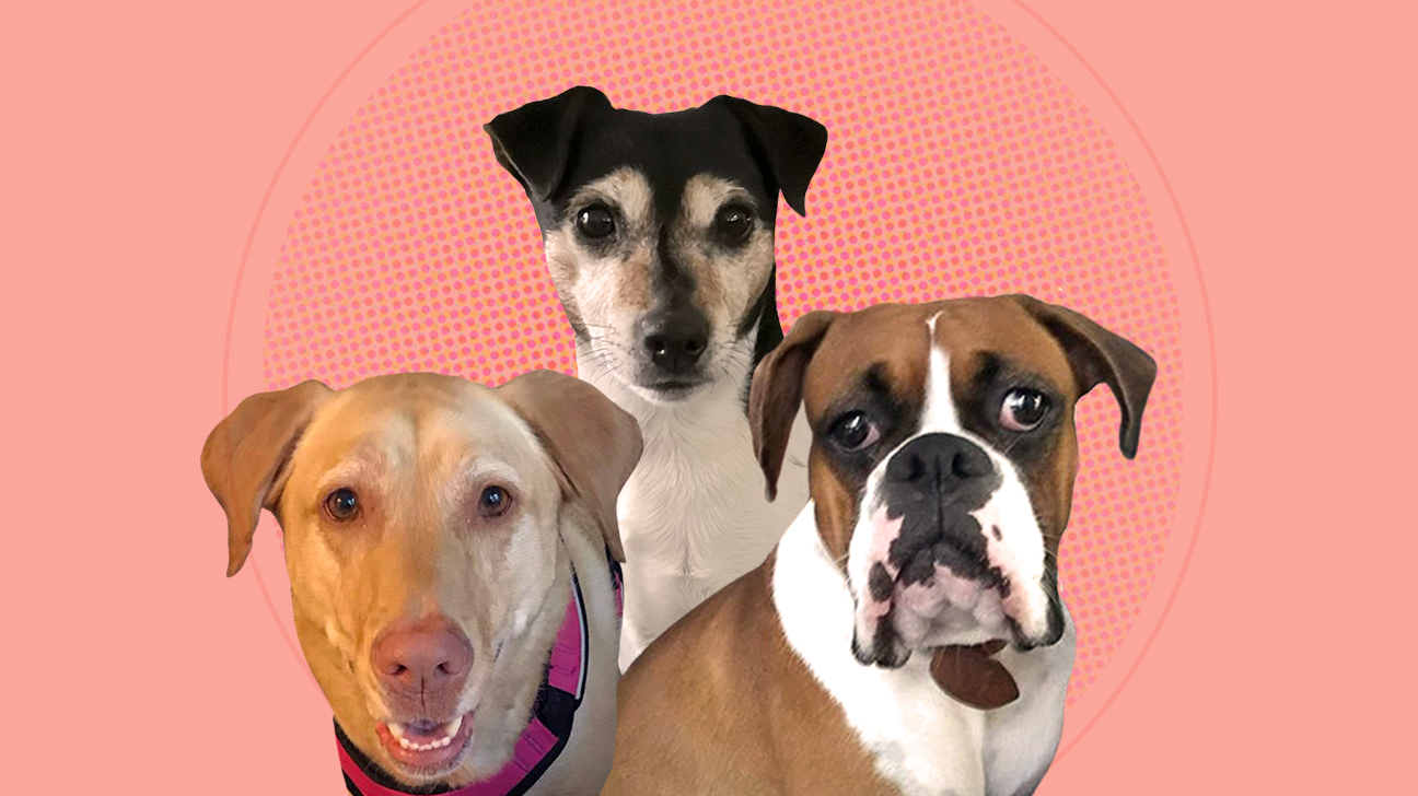 These Dogs Know When Their Owners Are About to Have an MS Flare