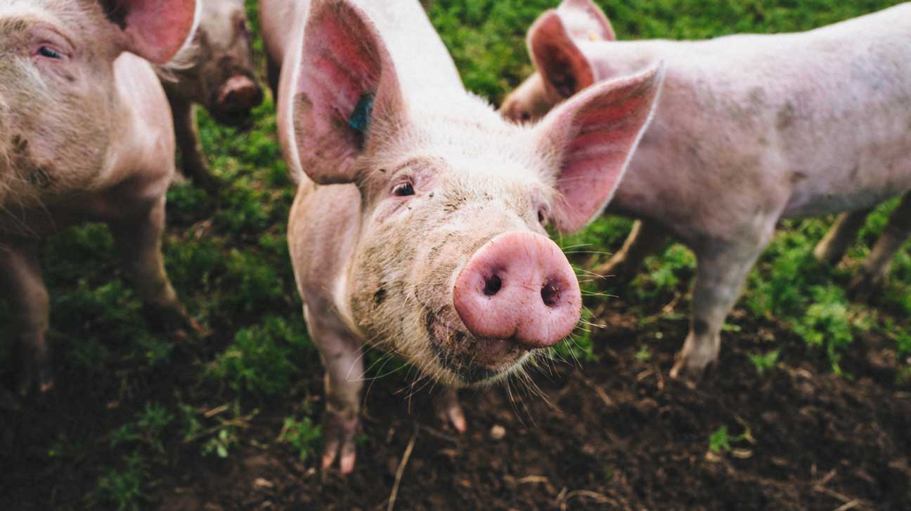 Lung Transplants Grown in Lab