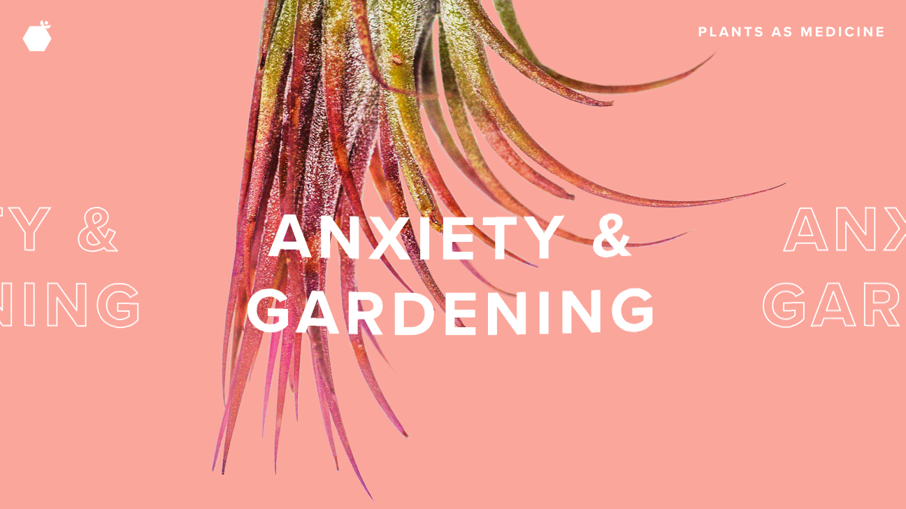 How Gardening Helps My Anxiety and 4 Steps to Get Started